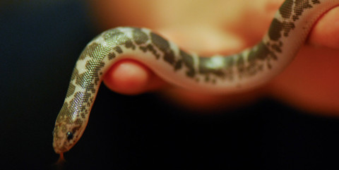 A happy snek